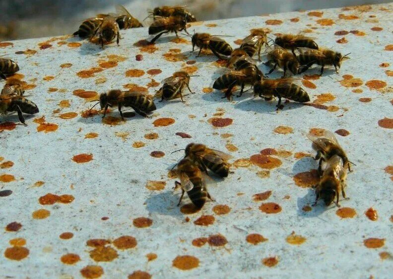 Пчелы весной после зимовки. Нозематоз пчел. Нозематоз пчел возбудитель. Болезнь пчел нозематоз.