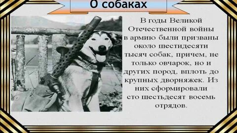 Животные герои великой отечественной