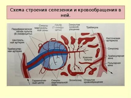 Кровообращение в селезенке