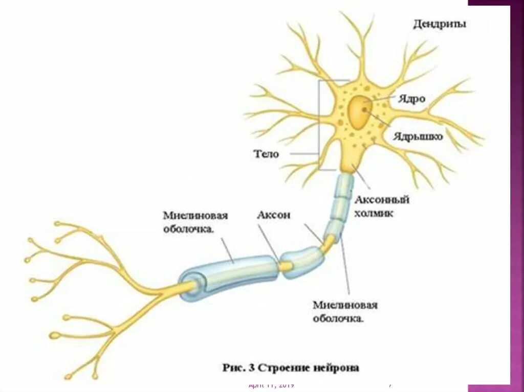 Внутреннее строение нерва. Строения нейрона дендриты. Строение нерва Аксон. Дендриты и аксоны строение. Строение нерва дендрит.