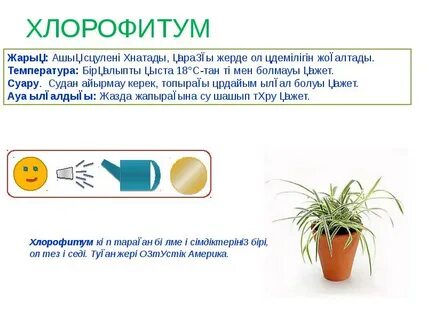 Хлорофитум как ухаживать