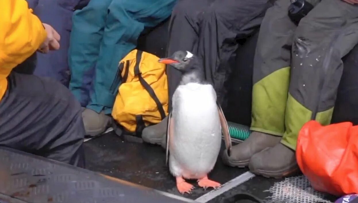 Пингвин касатка лодка. Спасшиеся пингвины. Пингвин запрыгнул в лодку. Пингвин запрыгнул в лодку спасаясь от касаток. Пингвин спасается от касаток в лодке.