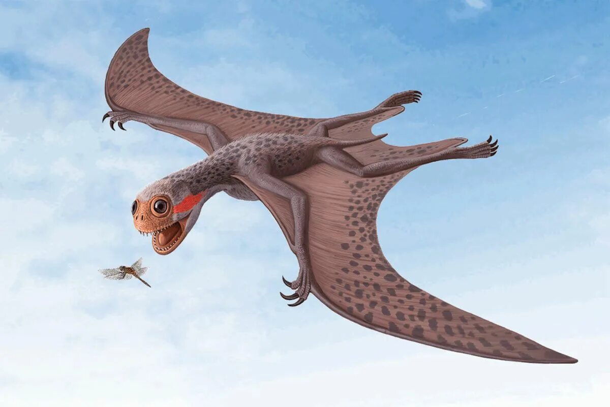 Воздушная рептилия. Анурогнат Птерозавр. Птерозавры рамфоринхи. Сордес Птерозавр. Птерозавры Юрского периода.