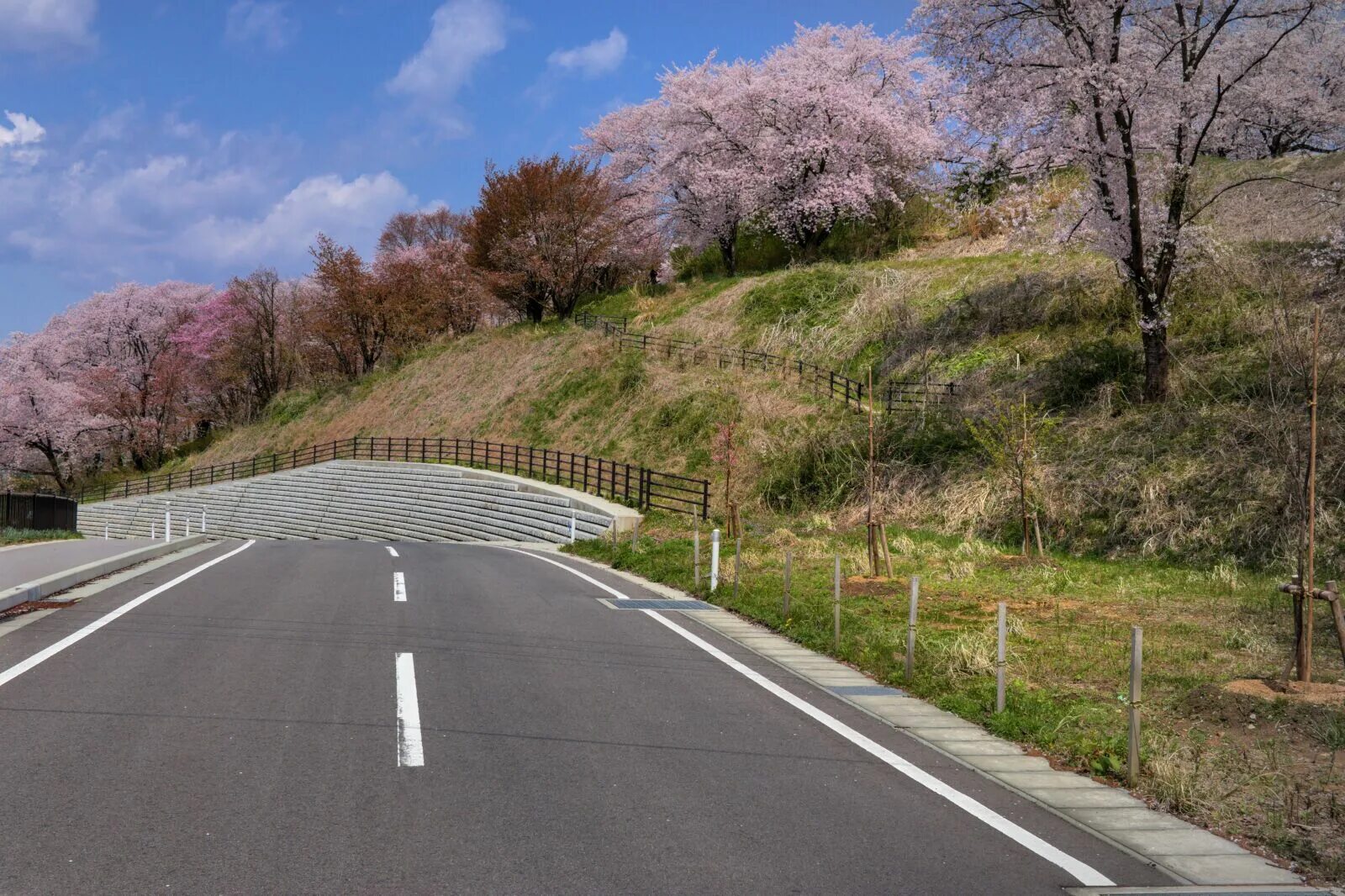 Yellow spring road япония. Весне дорогу!. Красивая дорога весной. Весенняя дорога. Сакура дорога.