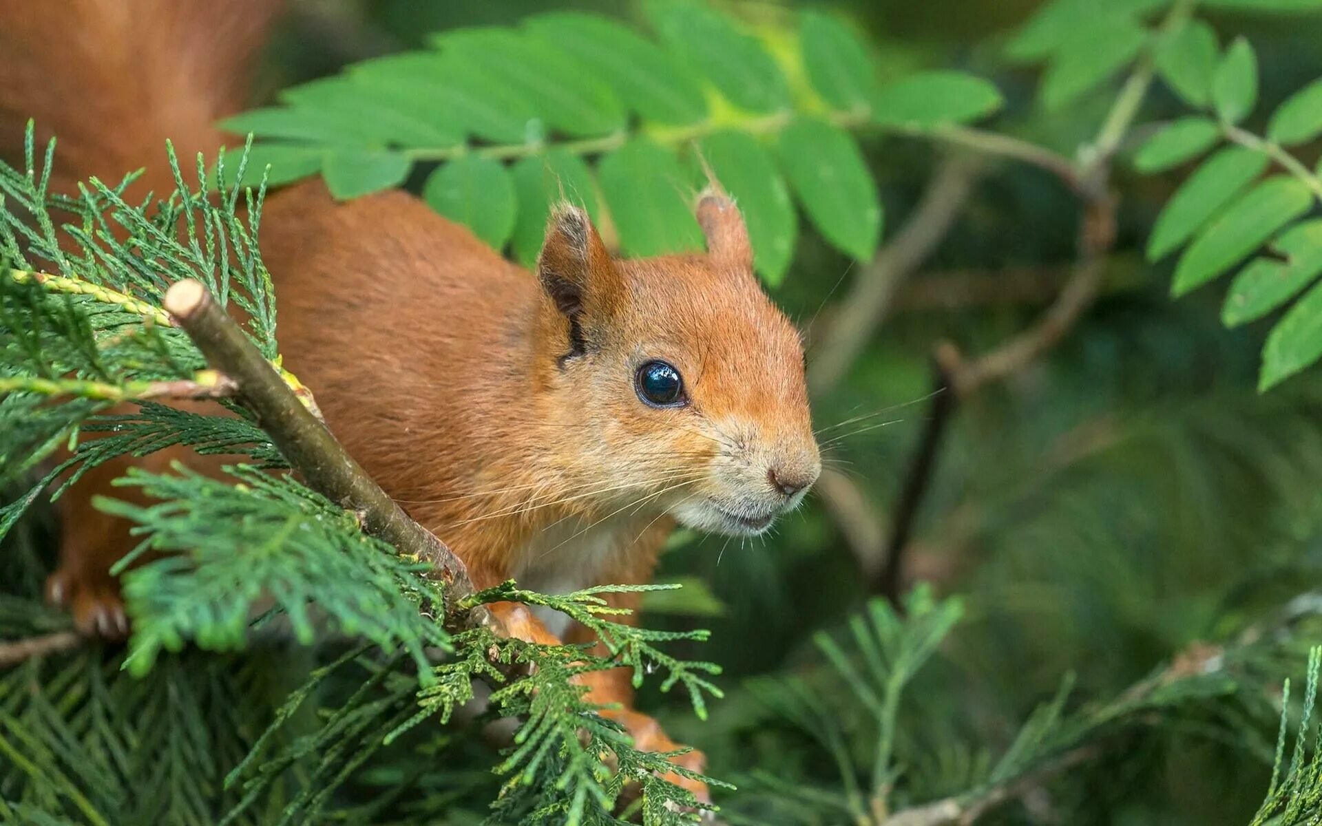 хвойные грызуны. хвойные грызуны. белки на елке. белочка на хвое. хвойные грызуны.