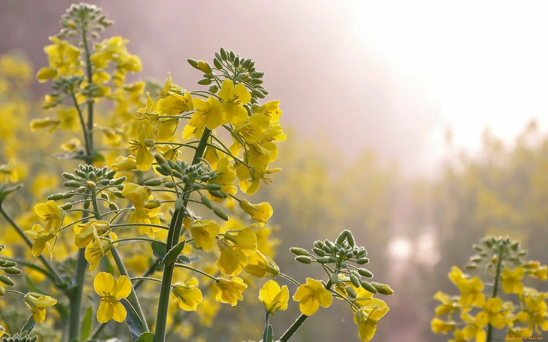 Желтые цветочки фото название. Витекс желтый полевой цветок. Луговые дикоросы желтые. Многолистник Луговой желтый. Желтый цветок полевой рапс.
