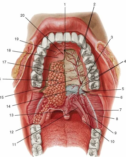 Полость рта анатомия твердое небо. Строение горла небная миндалина. Ротовая полость строение гланды. Валики глотки