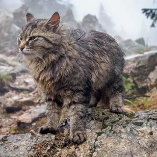 Большие коты алтай