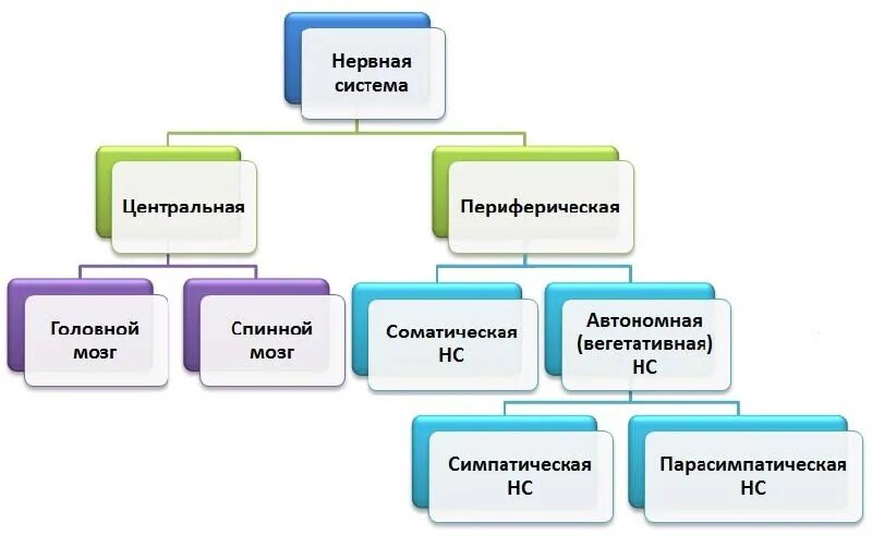 Функции соматического отдела периферической нервной системы. Строение центральной и периферической нервной системы. будова нервової системи. соматическая периферическая нервная система человека. функциональное деление нервной системы схема.
