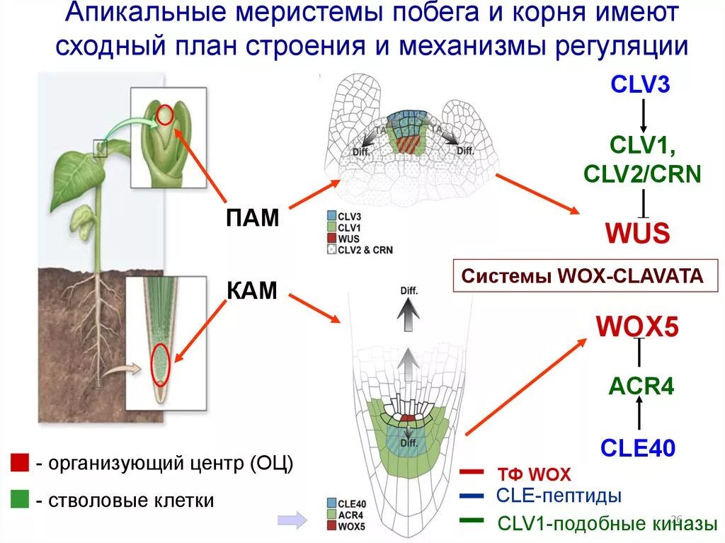 Меристема корня