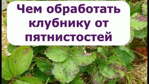 Время обработки клубники весной