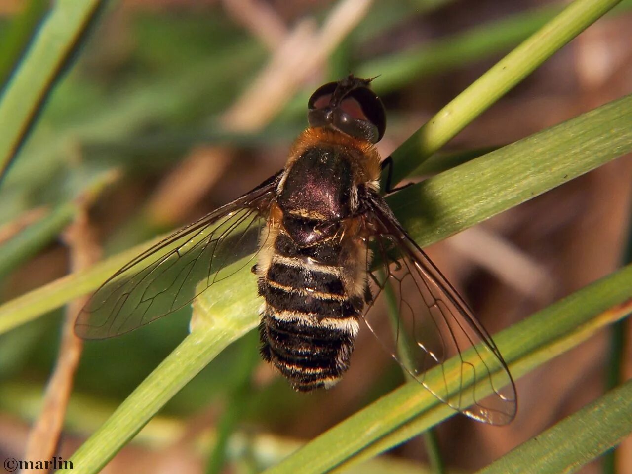 Bee fly. Anastoechus nitidulus. Американские насекомые. Двукрылые пчелы.