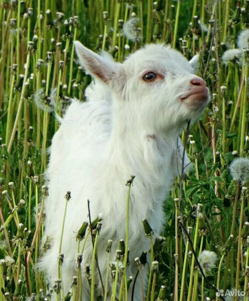 фото козленка. козленок. маленький козлик. маленькие козлята. козлята.