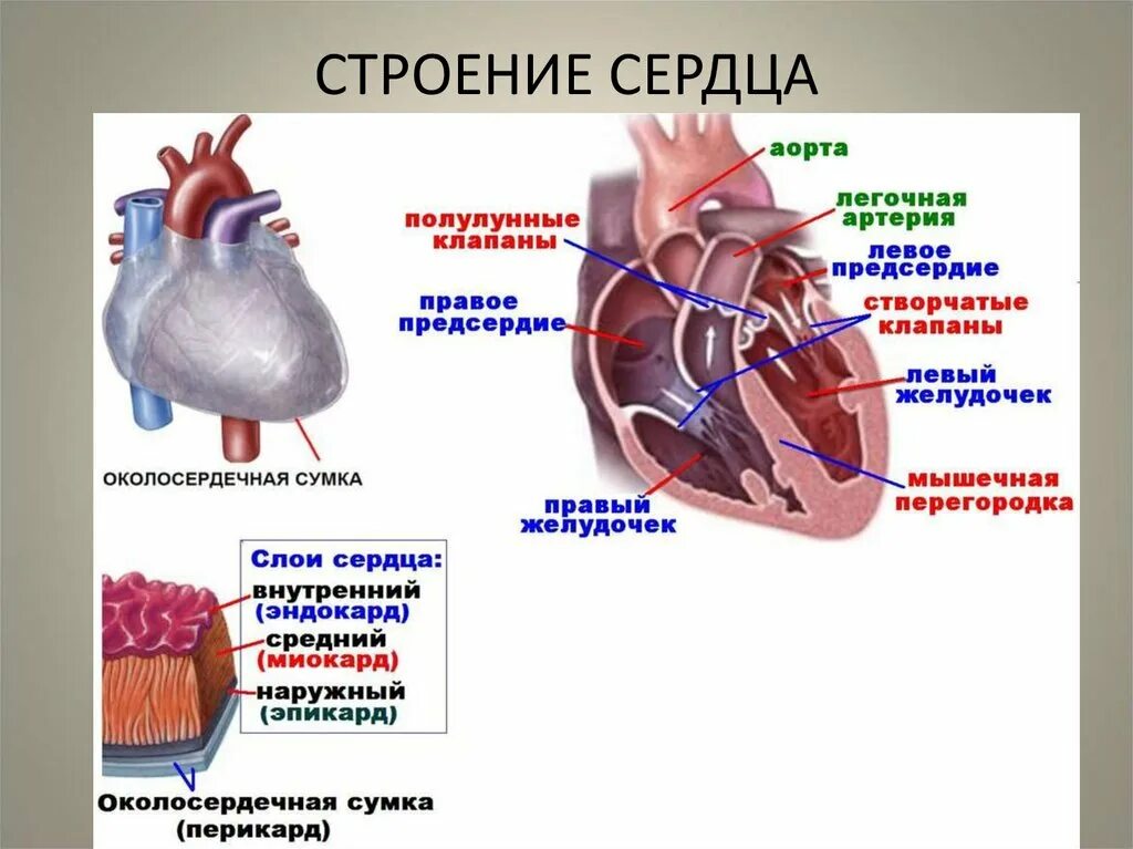 Стенки предсердий и желудочков. Сердце перикард миокард эндокард. Строение сердца перикард миокард. Строение стенки сердца эндокард миокард эпикард перикард. Строение сердца строение стенки клапаны.