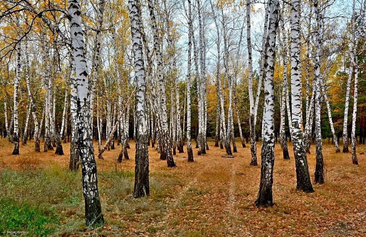 Рощи р п. Рощи р п. Березовая роща иркутск. Шуя березовая роща. Поселок березовая роща.