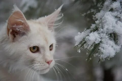 Снежная кошка