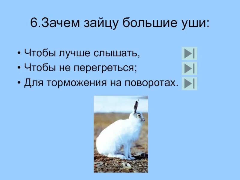 Почему уши у зайцев. Зачем зайцу большие уши. Почему у зайца большие уши. Зачем зайцу хвост. Зачем зайцу длинные уши.
