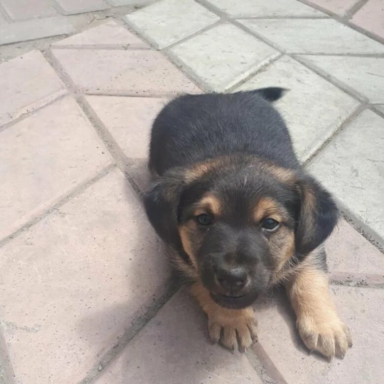 щенки барнаул. щенки барнаул. собака барнаул. чихуахуа в барнауле. авито барнаул животные.