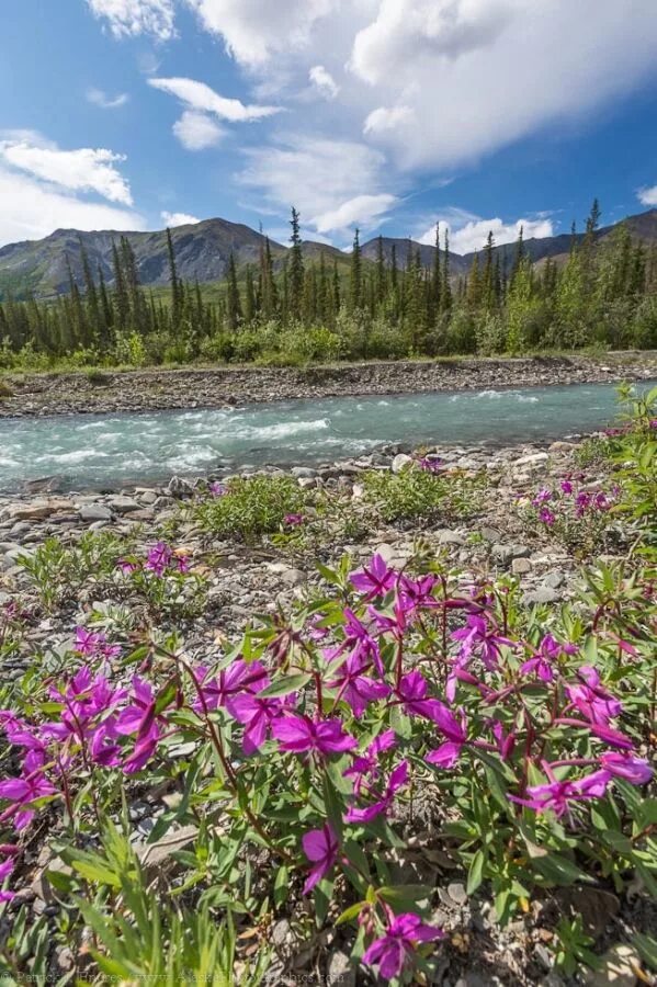 Цветок аляска. Тундра Аляски. Аляска трава. Аляска цветы. Растительность Аляски.