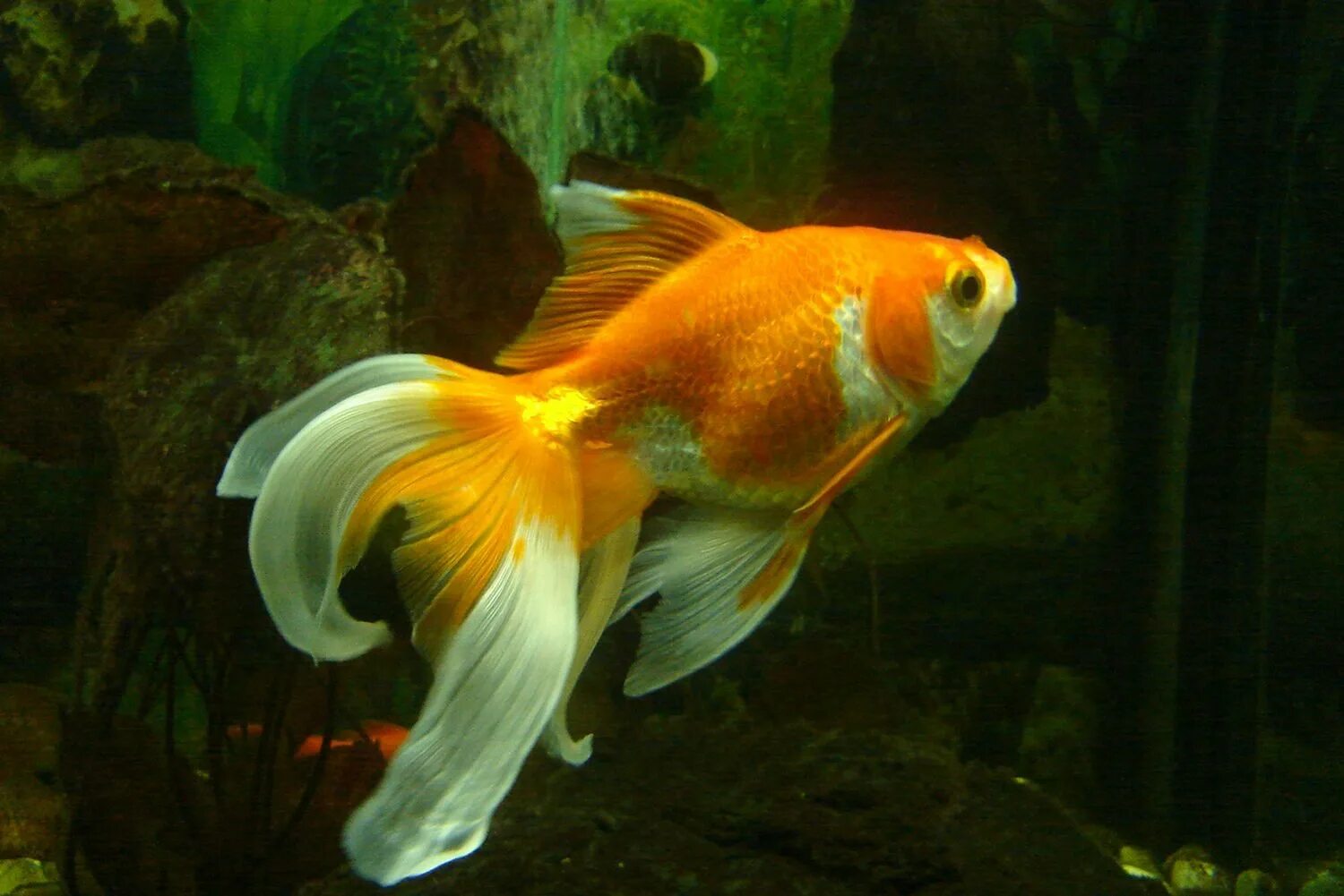 Подсаживать рыбок. Золотая рыбка вуалехвост. Вуалехвост рыбка аквариумная. Золотые рыбки вуалехвост аквариумные. Риукин красный вуалехвост.