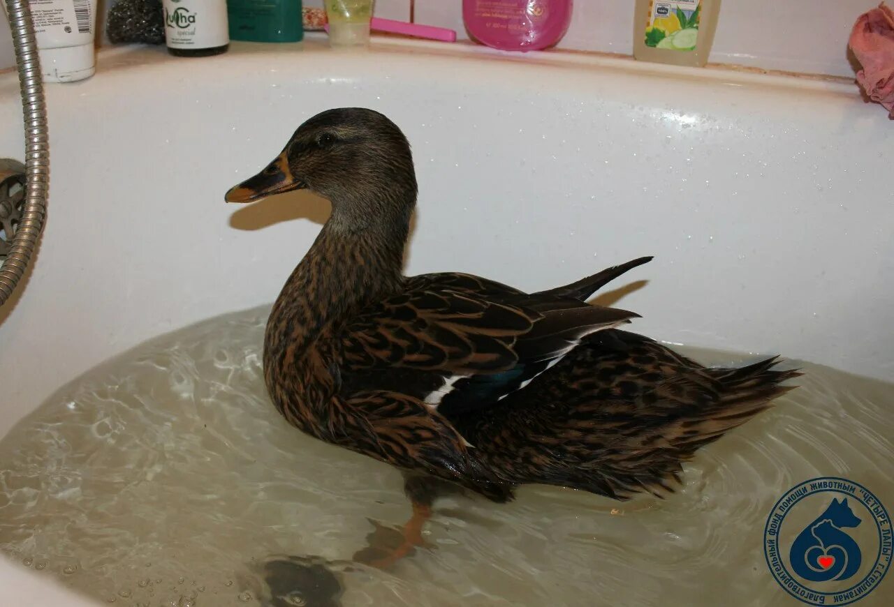 раненая уточка