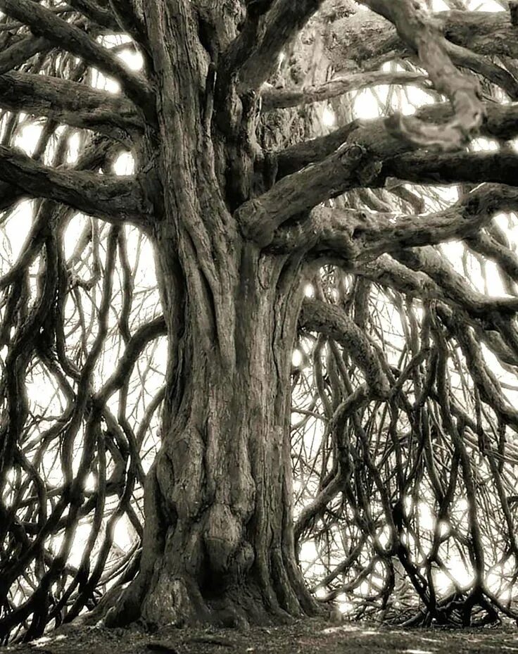 Ancient trees