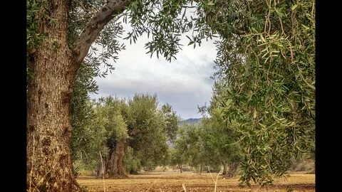 Olive tree паттайя отзывы