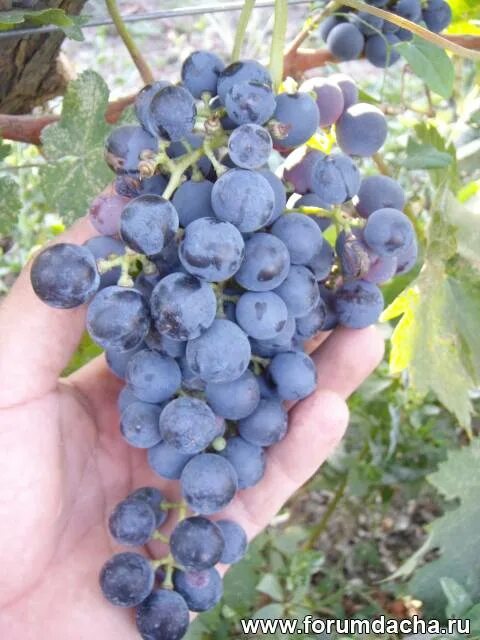 Гурзуфский сорт винограда. Виноград плодовый кодрянка. Виноград мун дропс. Виноград мускат медовый. Арка для винограда.