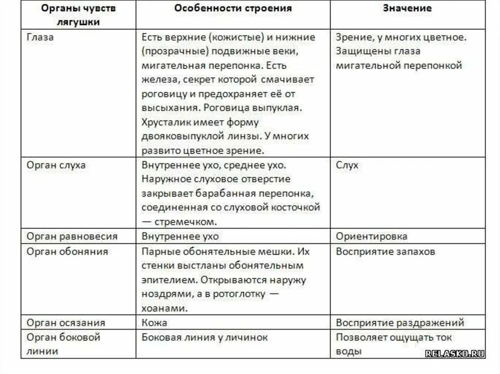 Внутреннее строение земноводных органы чувств таблица. Строение и функции систем внутренних органов лягушки таблица. Строение лягушки органы функции таблица. Таблица по биологии строение и функции внутренних органов лягушки.