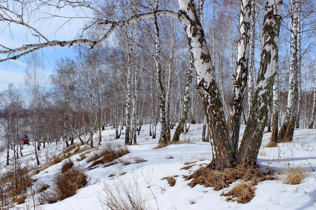 Картинка март. Март природа. Весенний пейзаж март. Ранняя Весна в России. Природа Весна март.