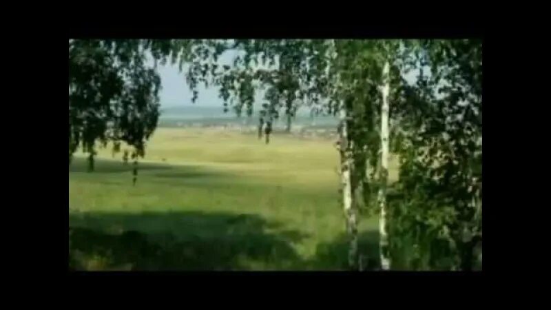 Корни плакала береза слушать. Песня белая береза слова песни. Белая береза современная песня. Белая береза слова. Белая берёза под моим.