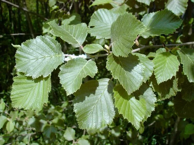 Ольха серая Alnus incana. Ольха сердцевидная. Ольха Сибирская. Ольха дерево листья.