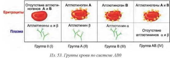 Группа крови переливание крови 8 класс. Тканевая совместимость и переливание крови. Группа крови 8 класс переливание биология. Переливание крови группы крови биология 8 класс. Может измениться группа крови в течение жизни