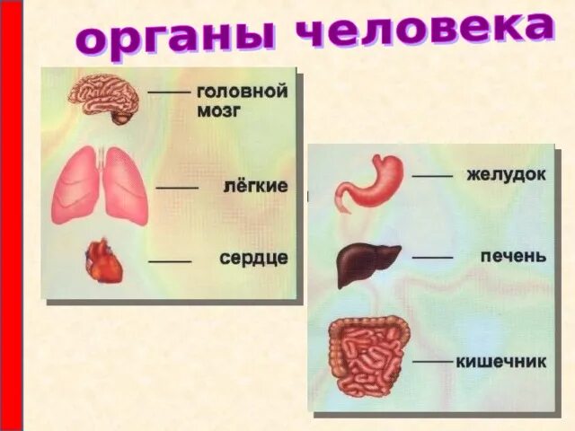 Органы человека для презентации. Какие органы. Организм человека презентация. Какие органы бывают у человека. Как работает наш организм презентация 3 класс