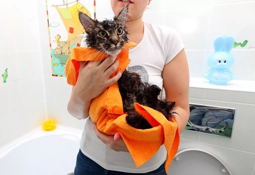 Как отмыть кошку. Мытье кота. помытая кошка. мытье кошек в ванной. кошку моют.