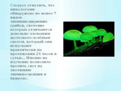 Фотогенез