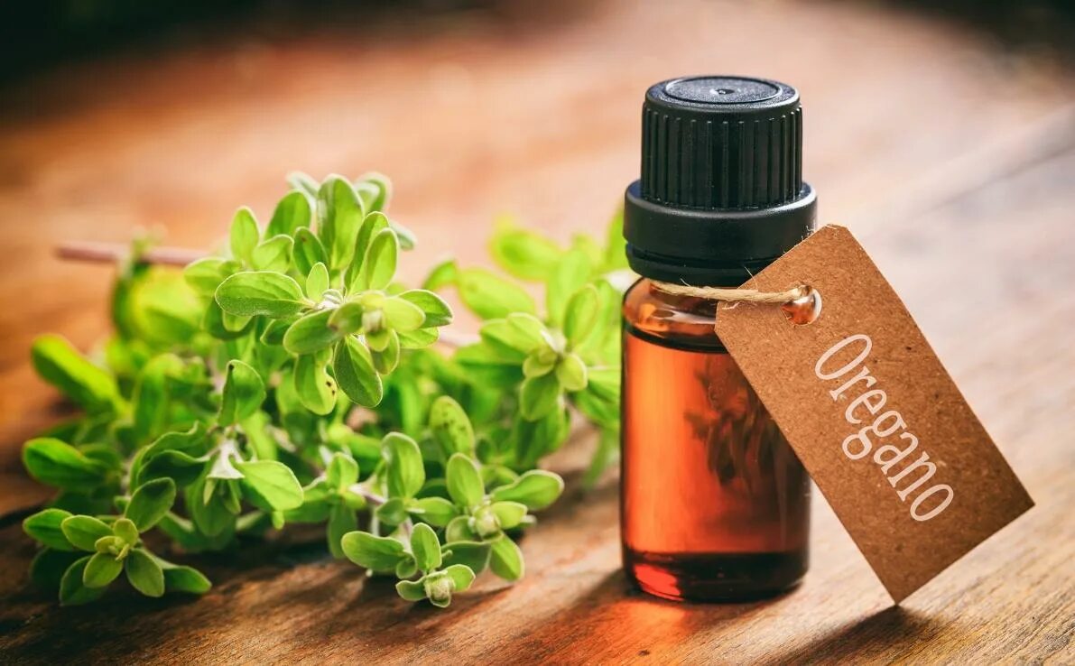 Масло Oregano Oil. Эфирное масло орегано. Масла душицы Oregano Essential Oil. Масло душицы орегано. Майоран масло применение