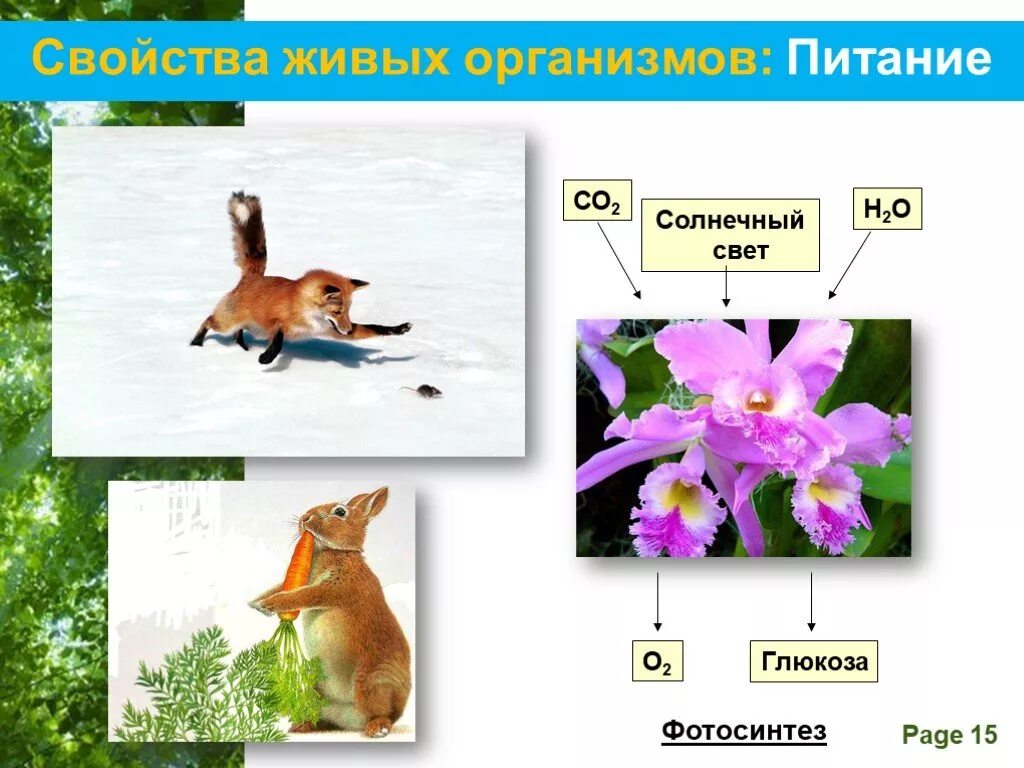 Свойства живых организмов определения. Свойства живого обмен веществ. Свойства живого питание. Свойства живого питание. Признаки живого обмен веществ.