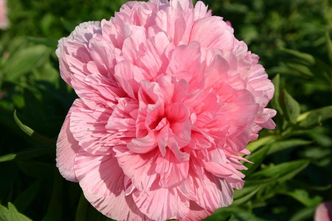 пион GLOWING RASPBERRY ROSE, пион ГЛОУИНГ РАЗБЕРРИ РОУЗ, пион Глоуинг Распберри 