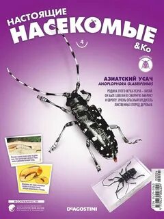 Настоящие насекомые