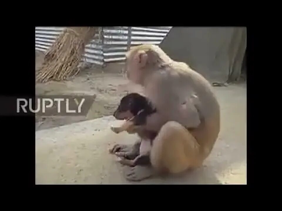 Обезьяны на кабане видео. Обезьяна ворует. обезьяна на кабане.