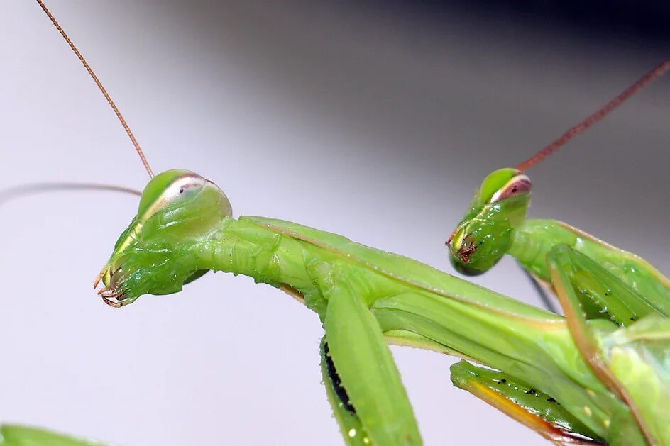 самка богомола. самка богомола сколько. богомол mantis religiosa самка. богомолы мантис зелёный. самки и самцы богомолов.