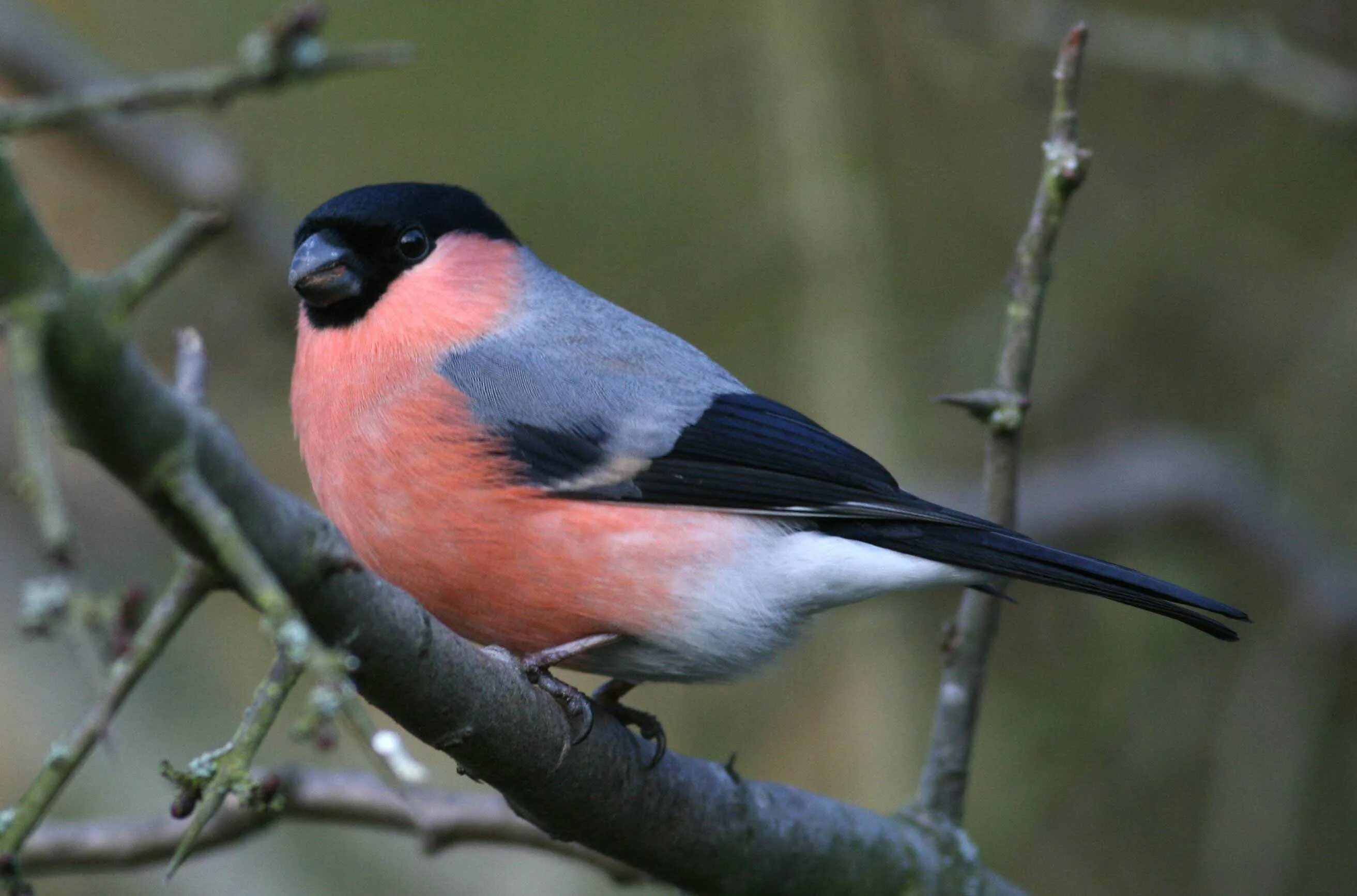 Снегирь обыкновенный. 10 снегирей. Байкальский снегирь. 10 снегирей. Зимующие птицы раздаточный материал.