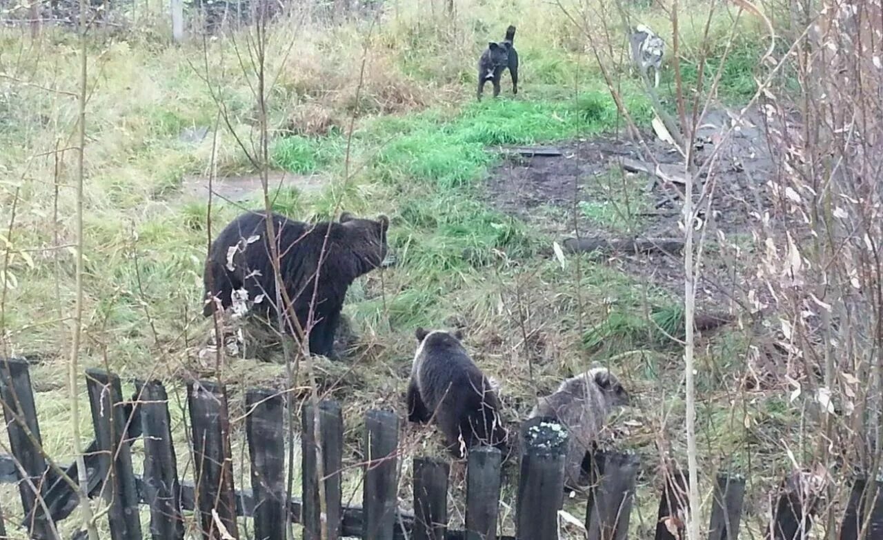 Медведь нападает в лесу. Почему дикая домашняя