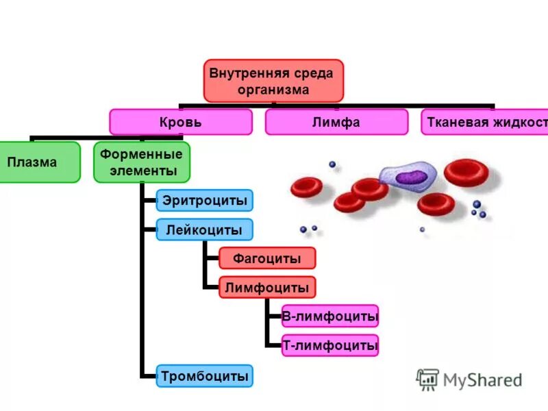 Схема кровь плазма форменные элементы