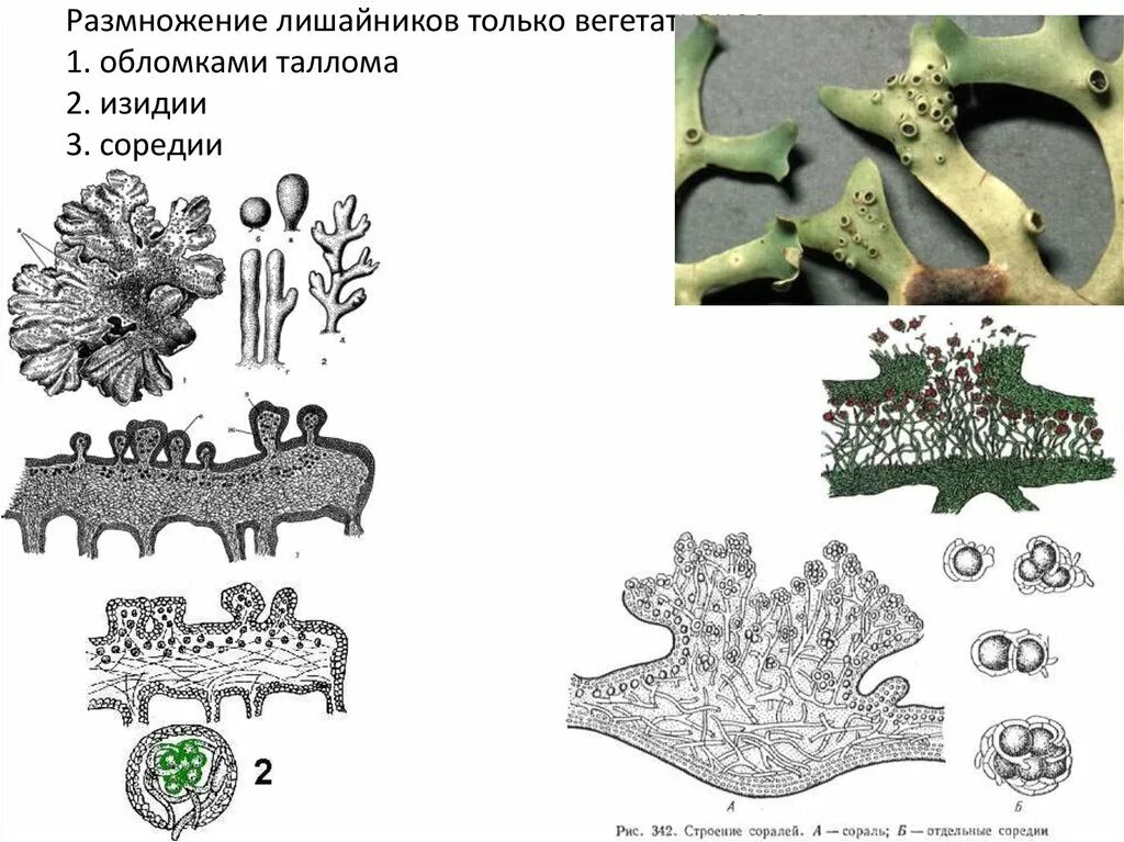 Лишайники плодовое тело. Размножение лишайников вегетативное изидии. Вегетативное размножение лишайников схема. Бесполое размножение лишайников. Лишайники размножение соредии.