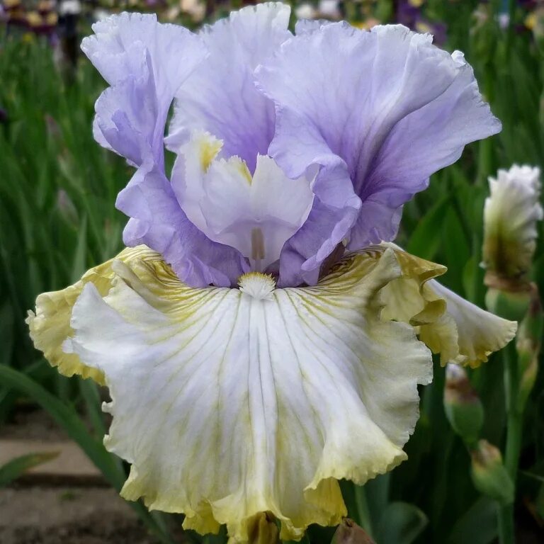Ирис томас джонсон. Ирис диалект. Сорта ирисов холден чайлд. Ирис роаринг твентис. Ирис ivory castle.