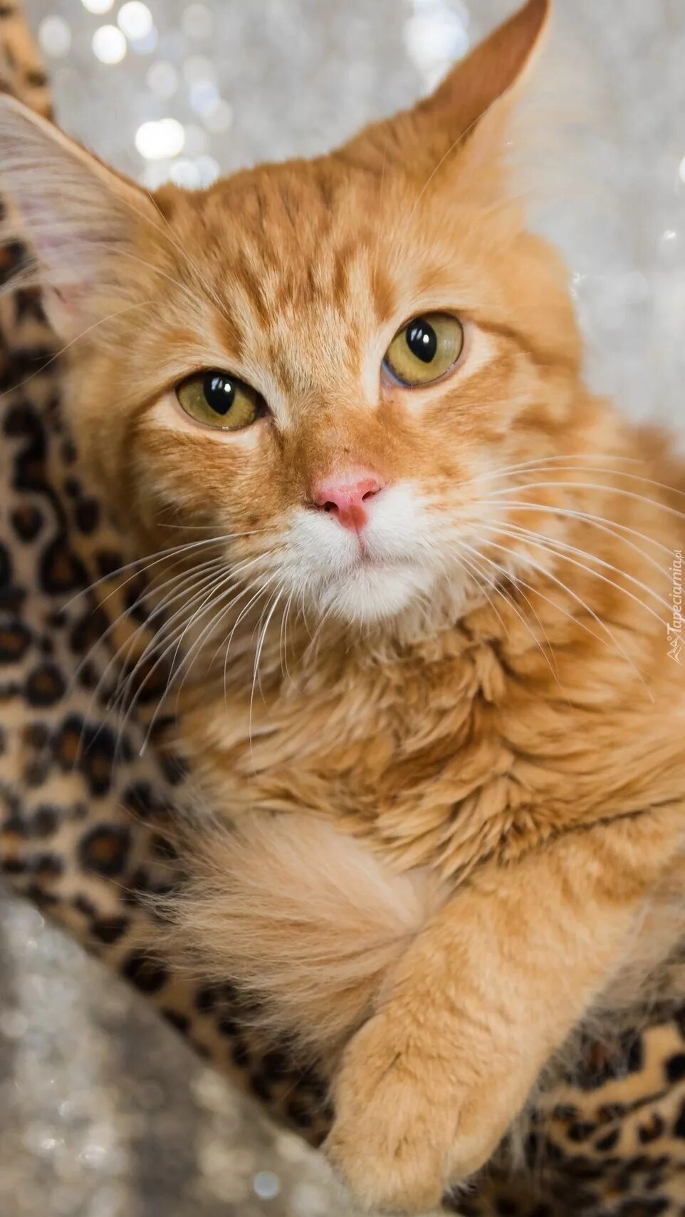 Рыжие породистые коты. Бенгальская короткошерстная кошка рыжая. Сибирский гладкошерстный рыжий кот. Европейский короткошерстный кот рыжий. Рыжий беспородный кот.
