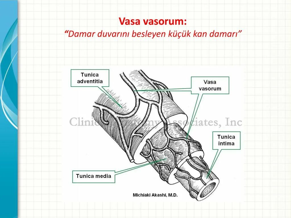 Внутренняя оболочка вен латынь. Vasa Vasorum. Vasa Vasorum анатомия. Ваза вазорум. Vasa Vasorum бляки.