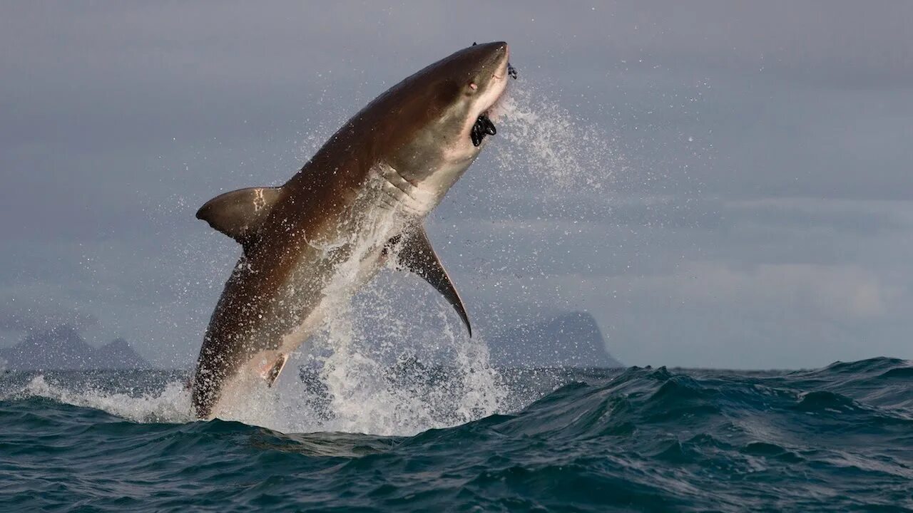 Большая белая акула (carcharodon carcharias). Акула мако в египте. Акула фото. Great white shark fisch. Carcharodon carcharias.